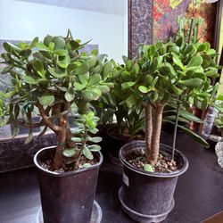 🌿18”Lucky Jade Or Gud Luck Plant🙏PLS READ DESCRIPTION♥️Well Established♥️SUPER HEALTHY 