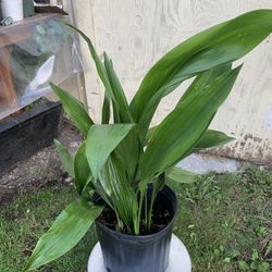 Indoor Plant