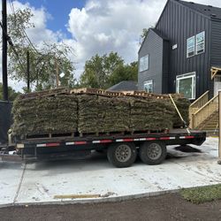 Grass Sod 
