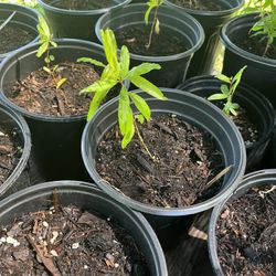 Pomegranate Seedlings 