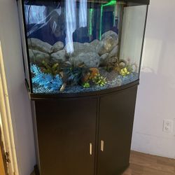 Fish Tank 
