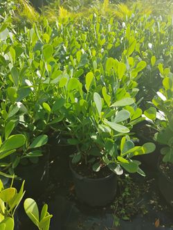 Big Sale! Clusia 2.5-3ft🌸$13.00