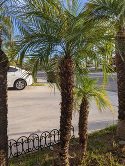 Pygmy Date Palm Tree For Sale!