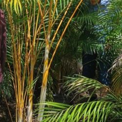 Palms