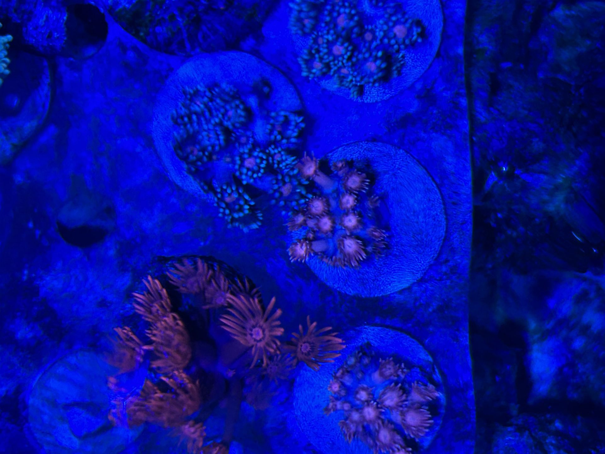 Fake Goni Coral Aquatic