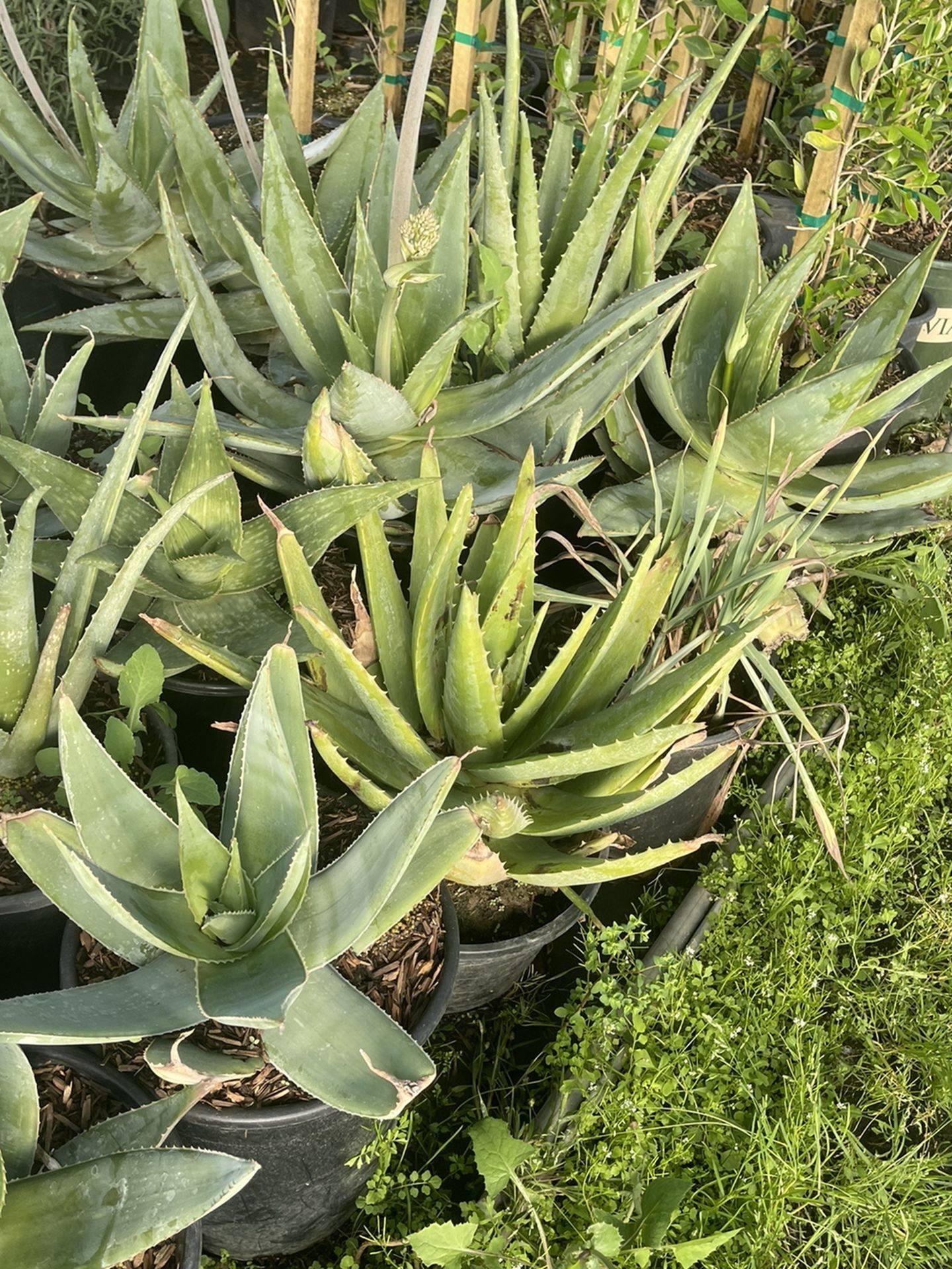 Alove Plants 5gal