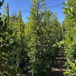 Ficus Nitida Indian Laurel Privacy Hedge 