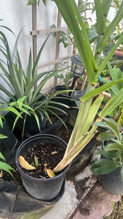 Sugar cane