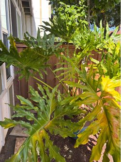 Potted Split leaf philodendron