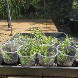 Lentil Bean (Vicia lens), $1 for 9 Oz cup. 12 plants available. 