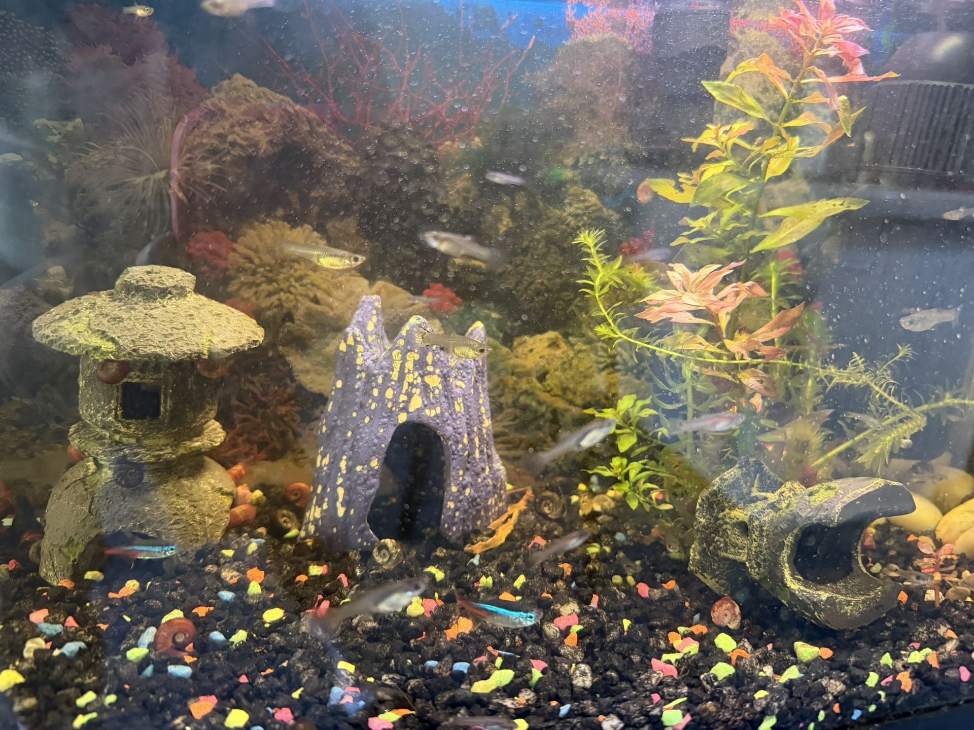 Aquarium Decorations 