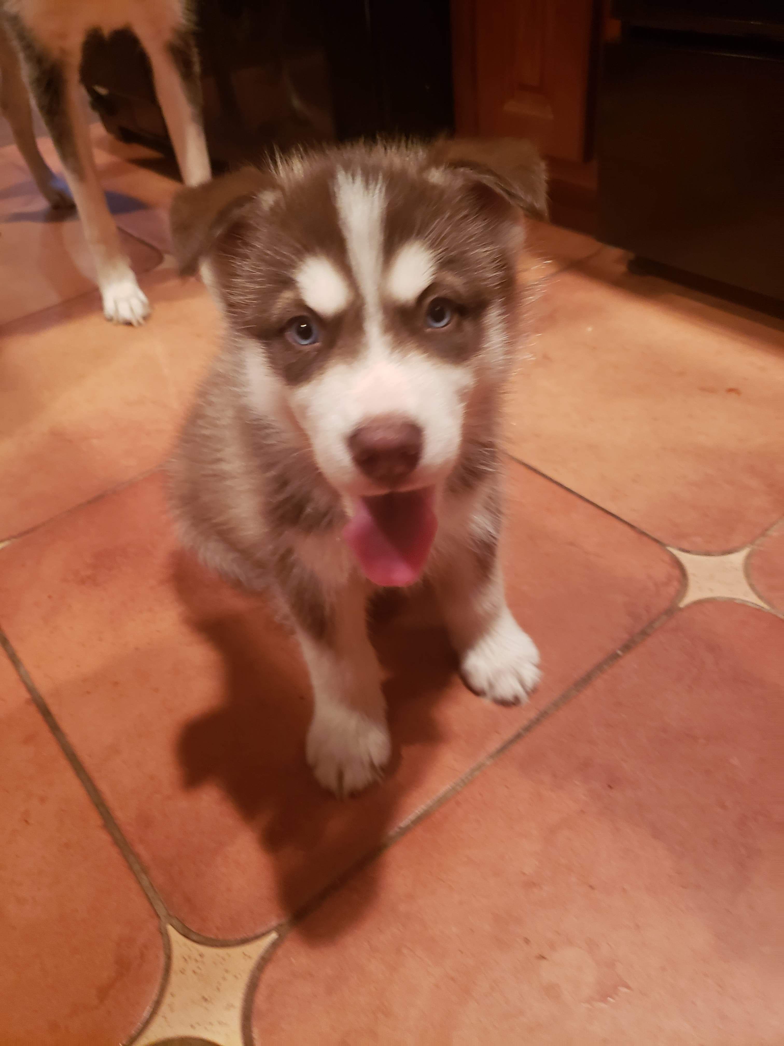 Male Husky Puppy