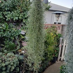 20 inches Live Spanish Moss