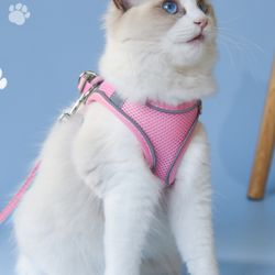 Breathable Mesh Pet Harness & Leash Set: Reflective, Adjustable, Colorful