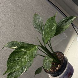 Variegated Spatiphillum , Peace Lily
