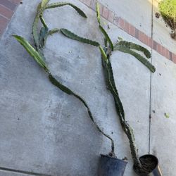 White Dragon Fruit Plants $30/each