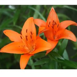 Orange Lily Plants