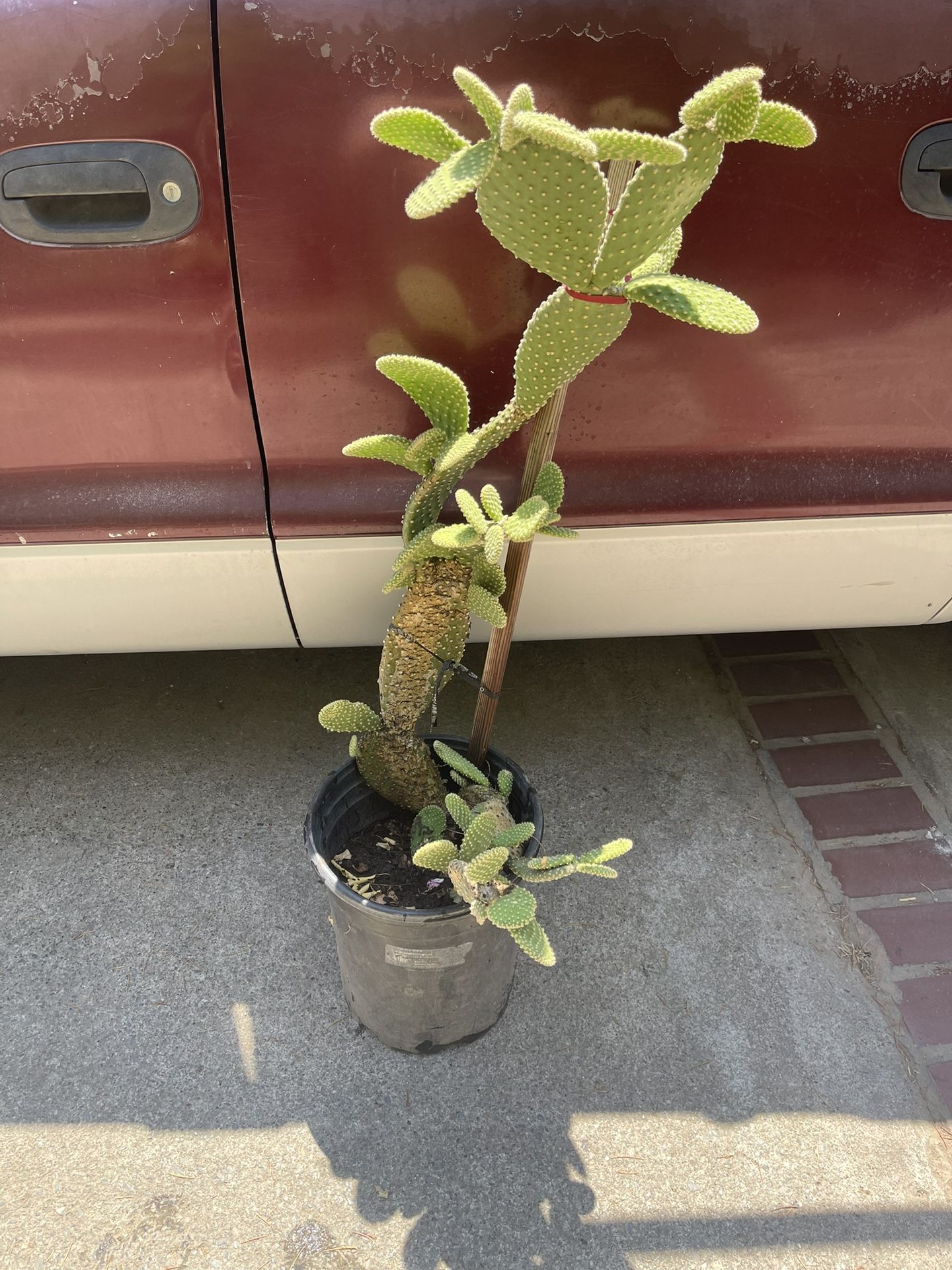 Cuctus Plant