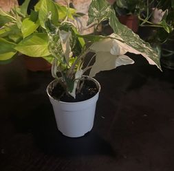 Syngonium albo plant