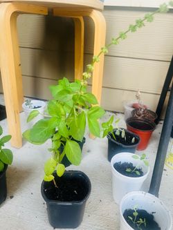 Fresh Holy Basil/Tulsi Plants
