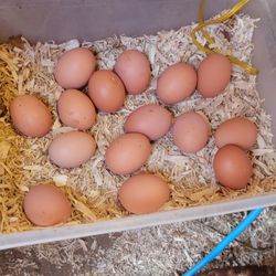 fresh home eggs