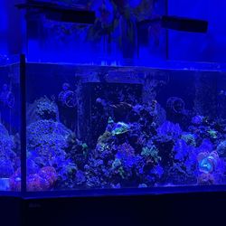 Red Sea 350 Deluxe Saltwater Tank (complete Package) 