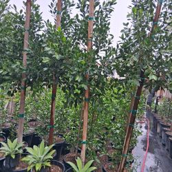 Ficus Nitida Tree 15gl 7 Ft