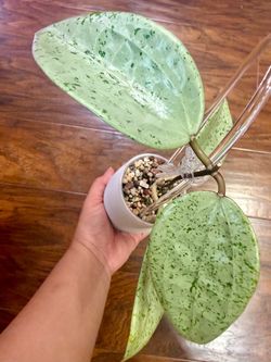 Hoya Glabra Gin Silver