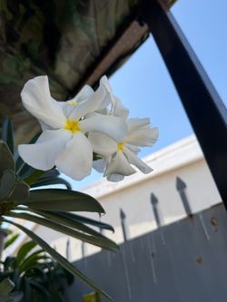 Madagascar Palm