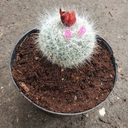 Cactus Plant