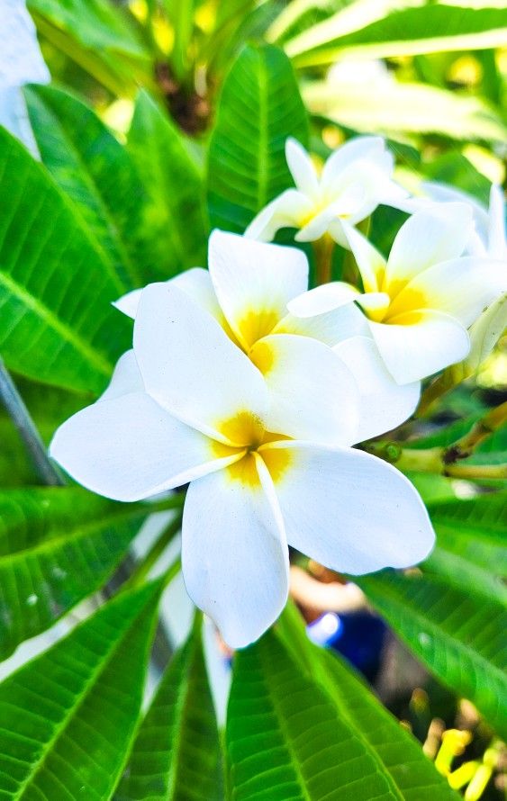 Beautiful Plumeria Trees - White & Yellow Flowers (1-6' ft) 🌿