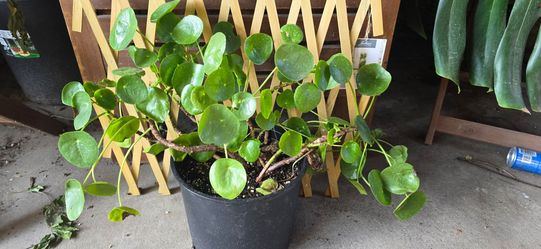 Pilea - Chinese Money Plant