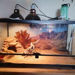 Bearded dragon W/terrarium