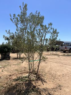 Gorgeous Fruitless Multi Trunk Olive Trees For Sale 24 Inch Box