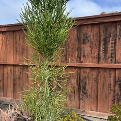 Fire stick Plant Euphorbia tirucalli