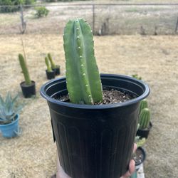 Peruvian apple cactus