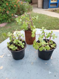 Elephant 🐘 Bush