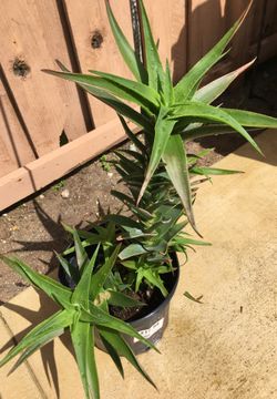 Beautiful kind of succulent there is mom and babies