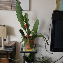 Plant  Cactus 