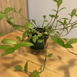Tradescantia House Plant. Sammamish, Beaver Lake 