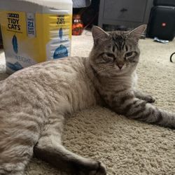 Purina Tidy Cats
