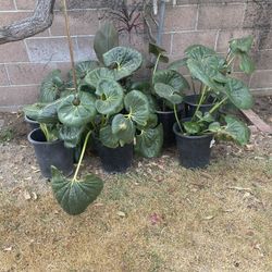 Ligularia Plants