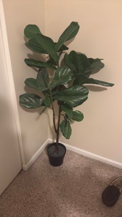 Faux fig tree