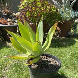 Agave Ellemeetiana Med - Rare 