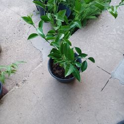 Myer Lemon,lime lemon, Orange Tree, Peach Tree