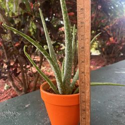 Aloe Vera Plant In A Clay Pot