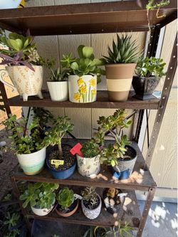 Succulents