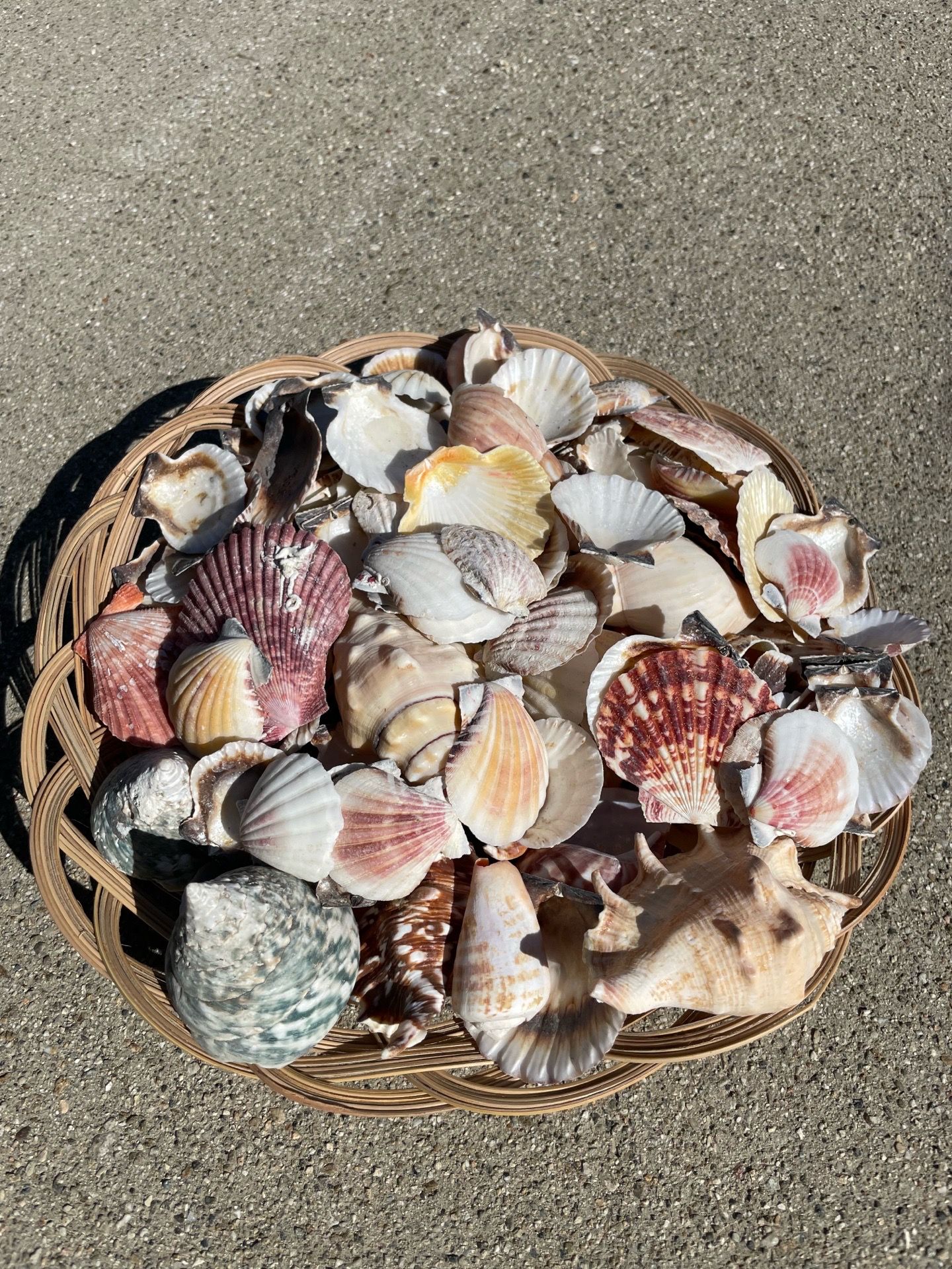 Seashells