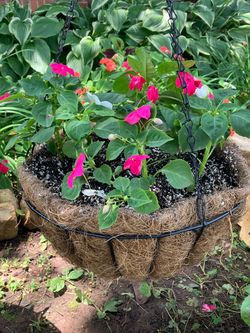 Shade-Loving Hanging Baskets