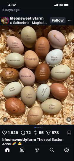 Laying hens